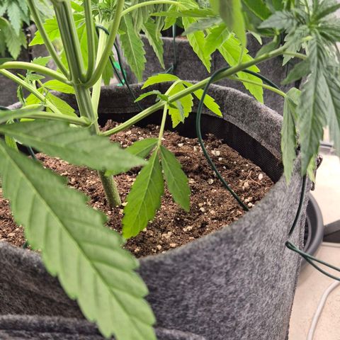 Royal Gorilla 1 growlog timeline photo