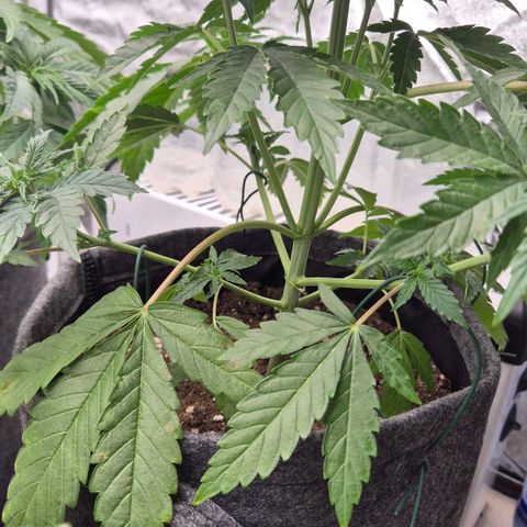 Royal Gorilla 2 growlog timeline photo