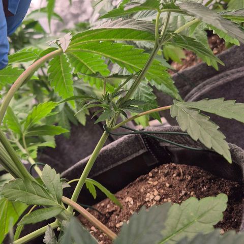 Royal Gorilla 2 growlog timeline photo