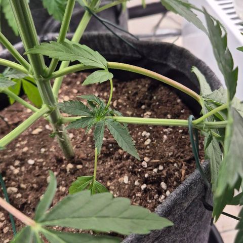 Royal Gorilla 2 growlog timeline photo