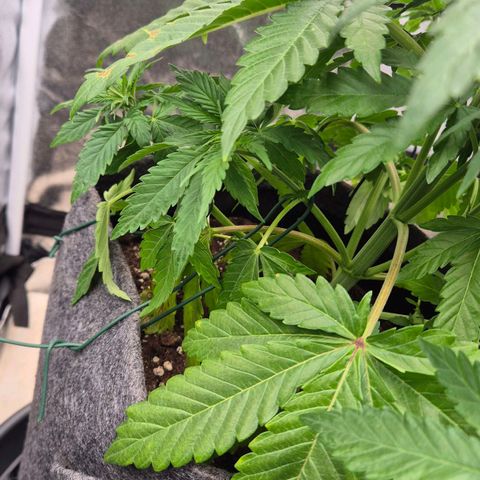 Wedding Gelato 1 growlog timeline photo