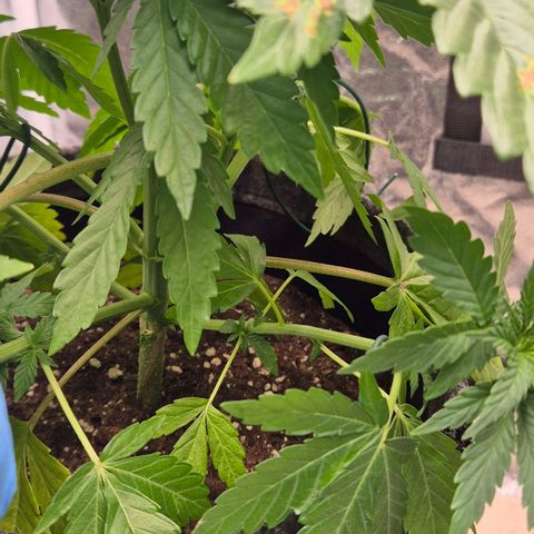 Wedding Gelato 1 growlog timeline photo