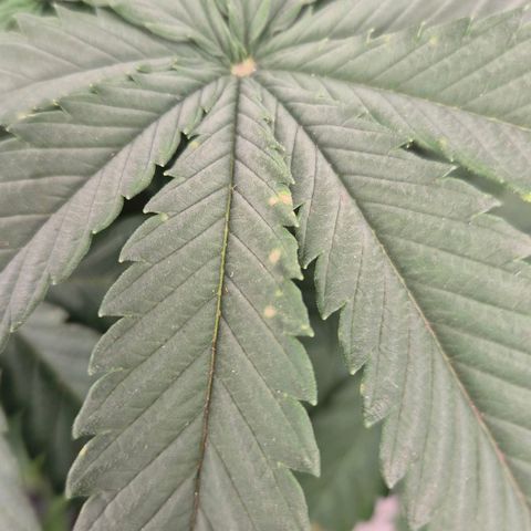 Wedding Gelato 1 growlog timeline photo