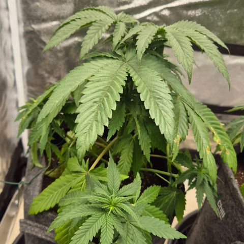 Wedding Gelato 1 growlog timeline photo