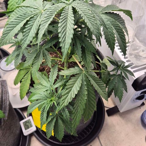 Royal Gorilla 2 growlog timeline photo