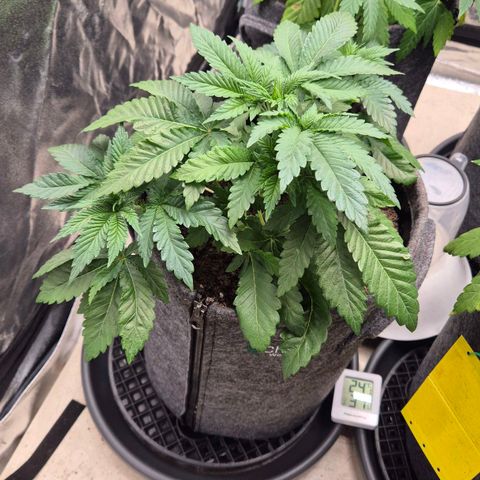 Wedding Gelato 2 growlog timeline photo