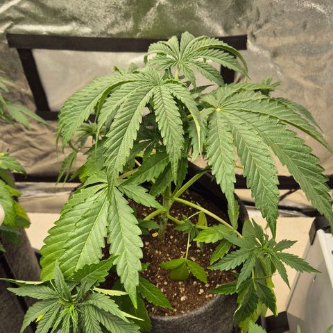 Royal Gorilla 1 growlog timeline photo