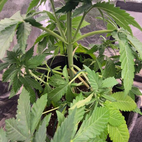 Wedding Gelato 1 growlog timeline photo