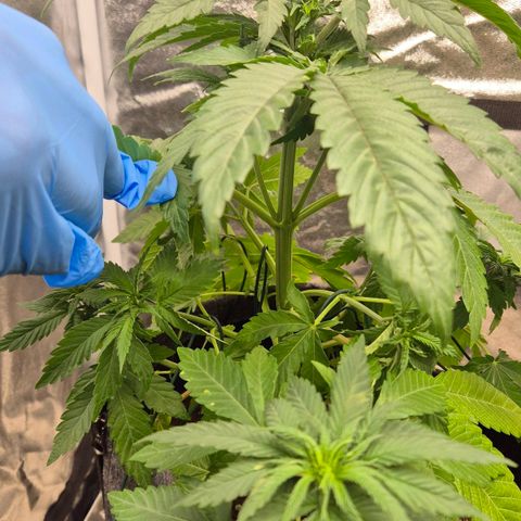 Wedding Gelato 1 growlog timeline photo