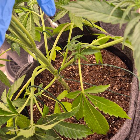 Royal Gorilla 1 growlog timeline photo