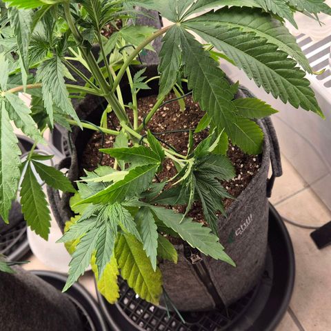 Royal Gorilla 1 growlog timeline photo