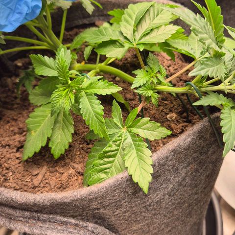 Wedding Gelato 2 growlog timeline photo