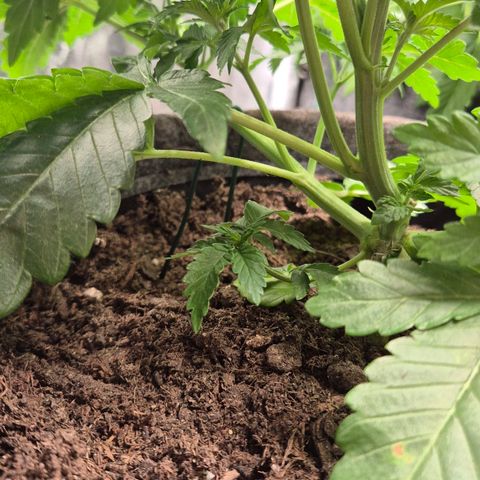 Wedding Gelato 2 growlog timeline photo