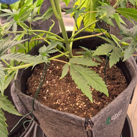 Royal Gorilla 2 growlog timeline photo