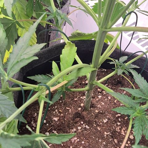 Royal Gorilla 2 growlog timeline photo