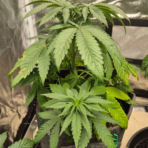 Wedding Gelato 1 growlog timeline photo