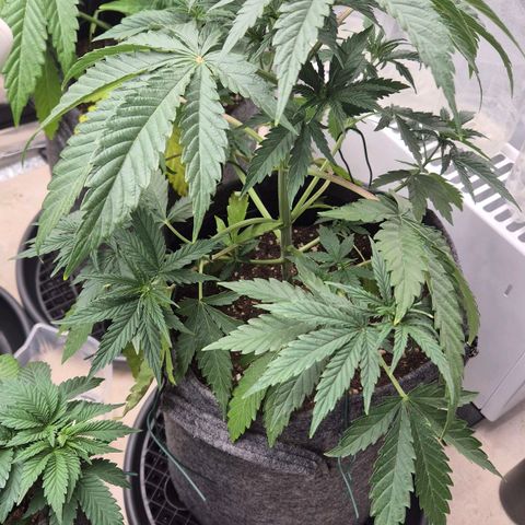 Royal Gorilla 2 growlog timeline photo