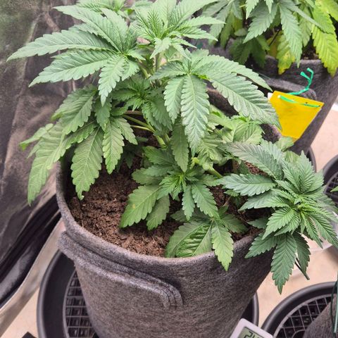 Wedding Gelato 2 growlog timeline photo
