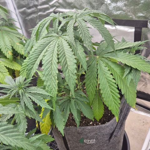 Royal Gorilla 1 growlog timeline photo