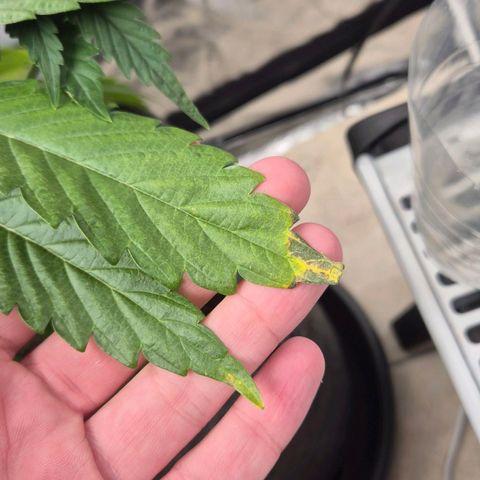 Royal Gorilla 1 growlog timeline photo