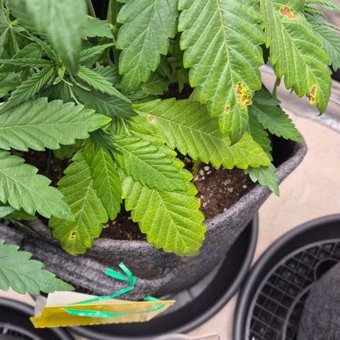 Wedding Gelato 1 growlog timeline photo