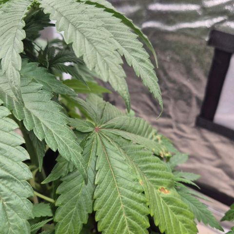 Wedding Gelato 1 growlog timeline photo