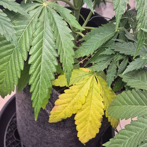Royal Gorilla 1 growlog timeline photo