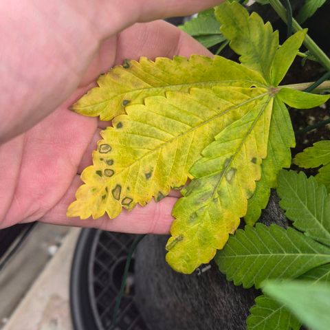 Wedding Gelato 1 growlog timeline photo