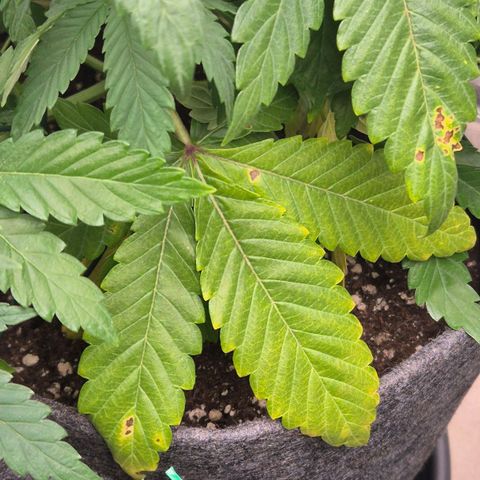 Wedding Gelato 1 growlog timeline photo