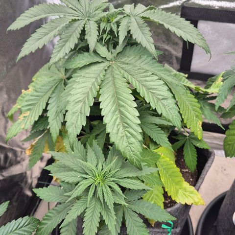 Wedding Gelato 1 growlog timeline photo