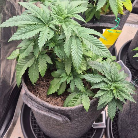 Wedding Gelato 2 growlog timeline photo
