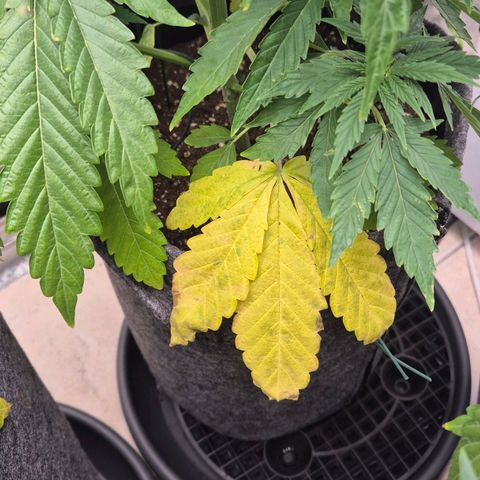 Royal Gorilla 1 growlog timeline photo