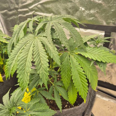 Royal Gorilla 1 growlog timeline photo