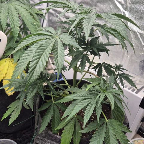 Royal Gorilla 2 growlog timeline photo