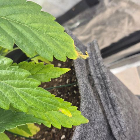 Royal Gorilla 1 growlog timeline photo