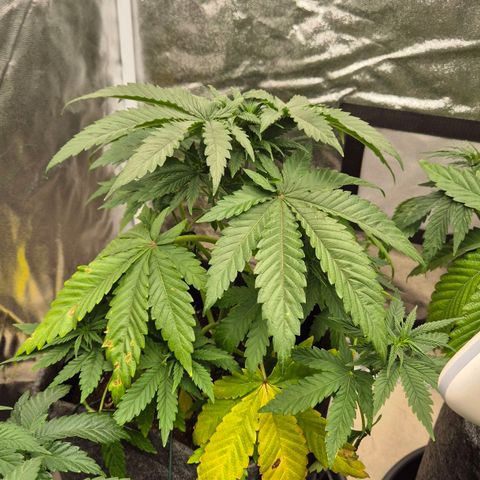 Wedding Gelato 1 growlog timeline photo