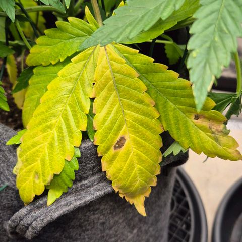 Wedding Gelato 1 growlog timeline photo
