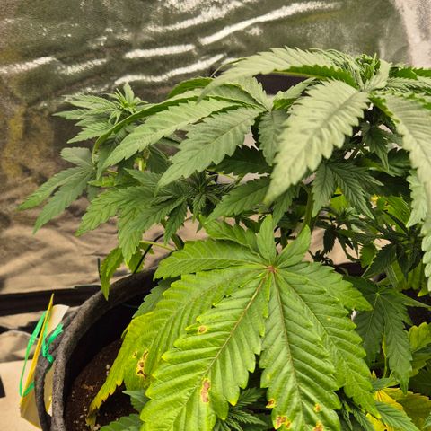 Wedding Gelato 1 growlog timeline photo