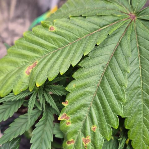 Wedding Gelato 1 growlog timeline photo