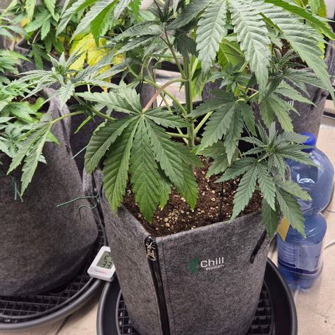 Royal Gorilla 2 growlog timeline photo