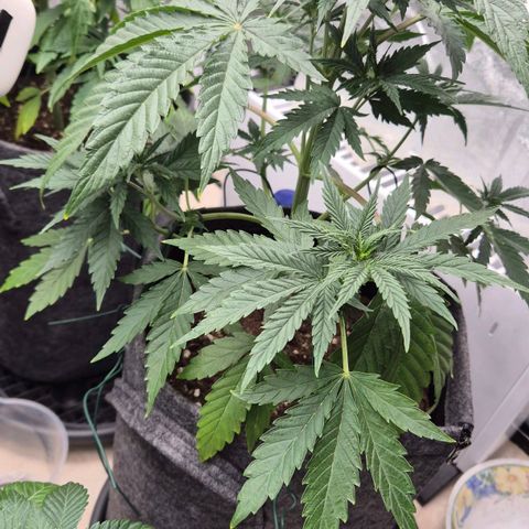 Royal Gorilla 2 growlog timeline photo
