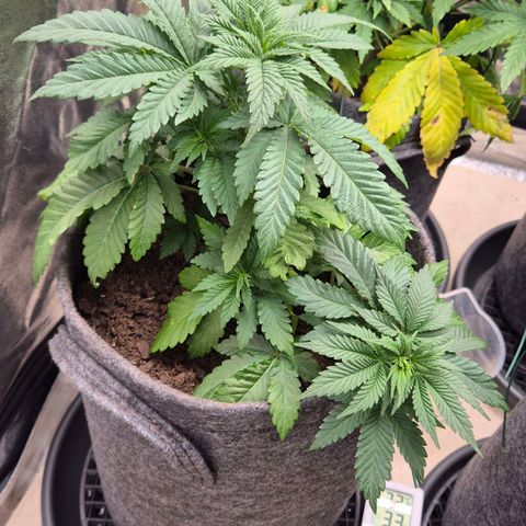 Wedding Gelato 2 growlog timeline photo