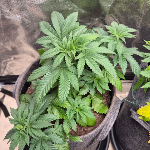 Wedding Gelato 2 growlog timeline photo