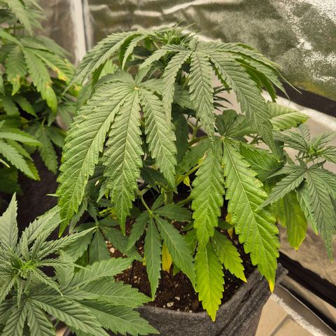 Royal Gorilla 1 growlog timeline photo