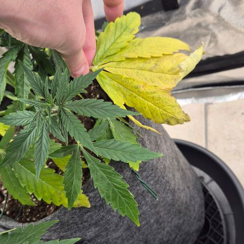 Royal Gorilla 1 growlog timeline photo