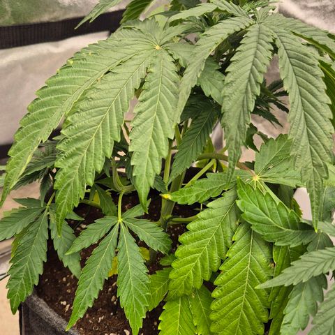 Royal Gorilla 1 growlog timeline photo