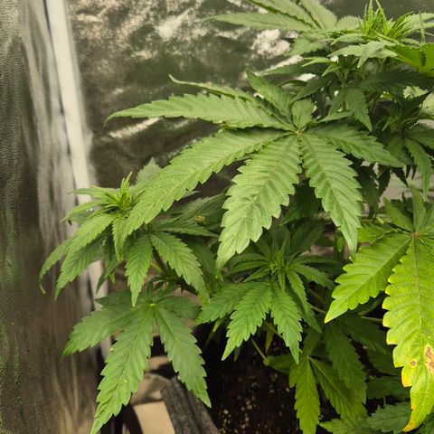 Wedding Gelato 1 growlog timeline photo