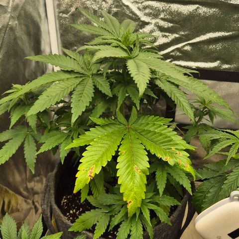 Wedding Gelato 1 growlog timeline photo