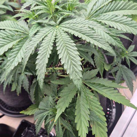 Royal Gorilla 2 growlog timeline photo