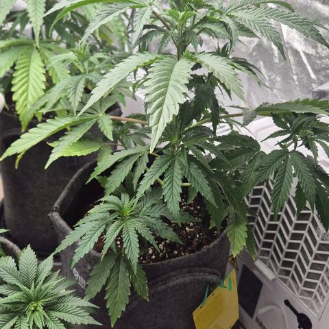Royal Gorilla 2 growlog timeline photo